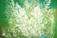 Starp Jāņiem un Pēteriem